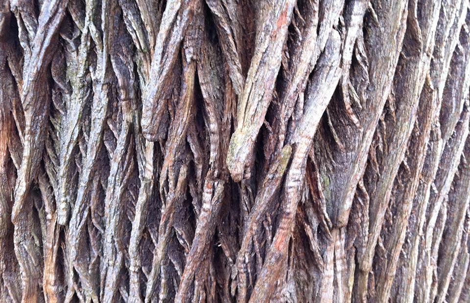Interest bark detail