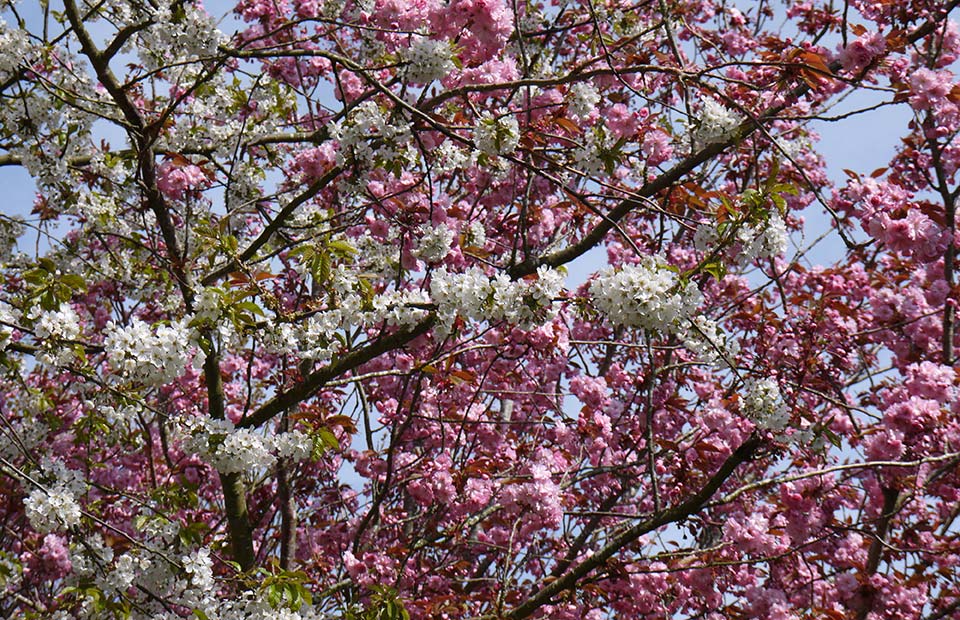 Interest blossom