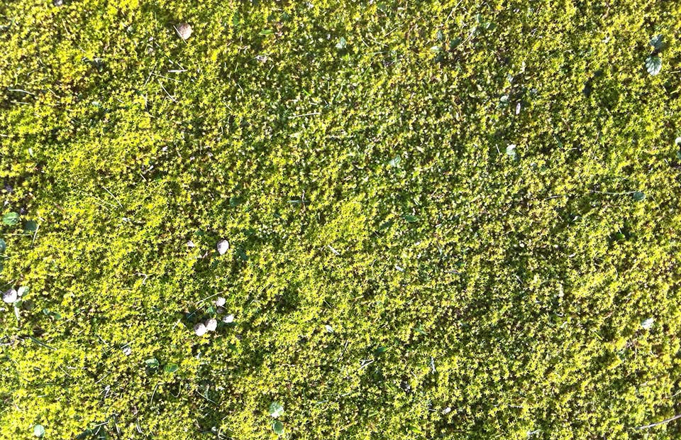 Interest moss