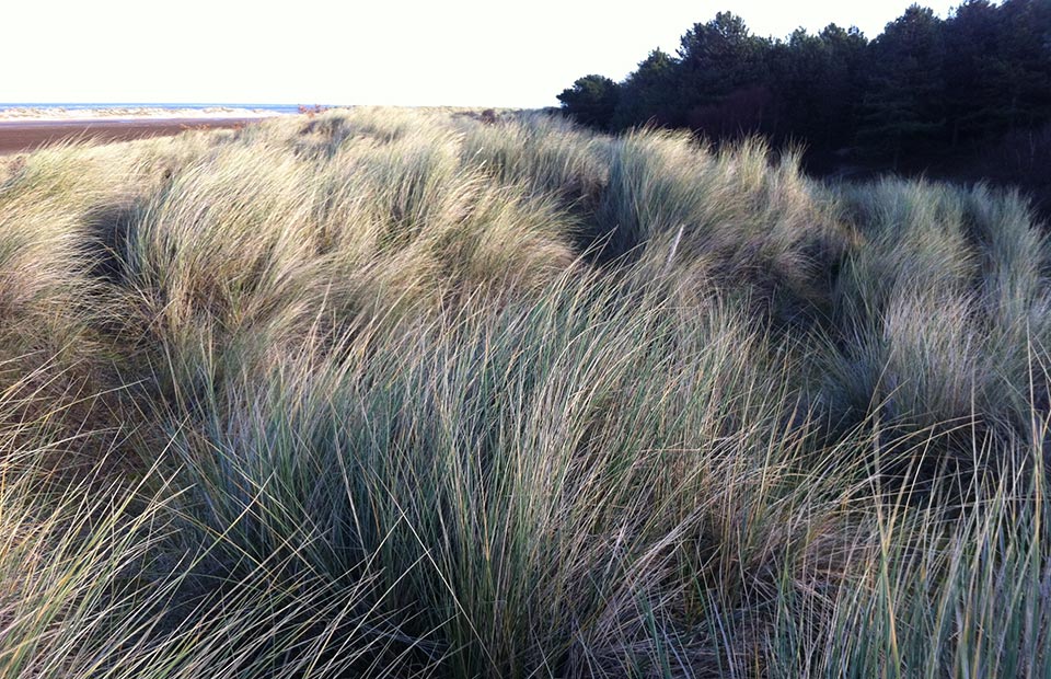Interest norfolk beach04