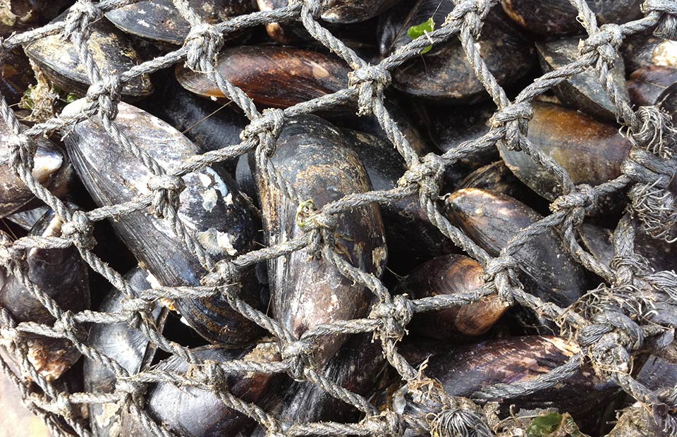 Interest norfolk mussels