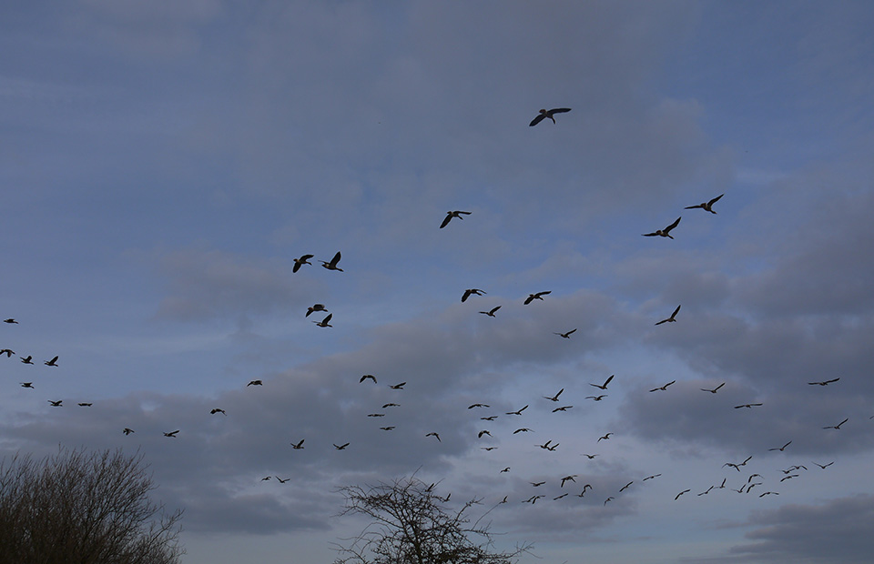 Interest norfolk sky