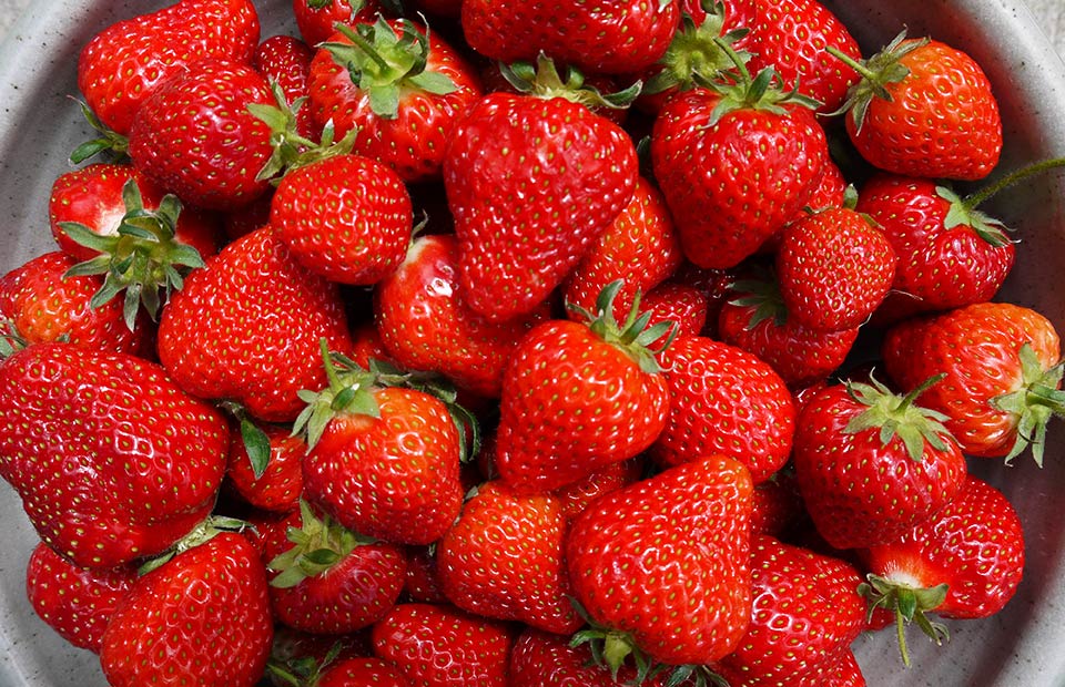 Interest norfolk strawberries